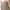 Dickies 874 Khaki Work Pants