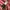 Jacket Outdoor Millet French Pink Gorpcore Gore-tex photo 6
