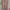 Dress Pink photo 1