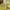 Sweater Ralph Lauren Cableknit Rajut Full Yellow photo 4