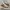 Converse One Star X Golf Le Fleur Qualted Velved Brown Sugar