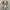 Converse One Star x Golf Le Fleur Qualted Velved Brown Sugar photo 4