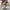 Converse One Star x Golf Le Fleur Qualted Velved Brown Sugar photo 5