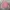 POLO Cardigan Knitwear Baby Pink Wanita photo 6