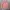 POLO Cardigan Knitwear Baby Pink Wanita photo 2