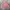 POLO Cardigan Knitwear Baby Pink Wanita photo 5