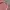 POLO Cardigan Knitwear Baby Pink Wanita photo 1