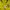 Nike Sportswear Jersey Pria yellow photo 2