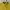 RALPH LAUREN POLO YELLOW BASIC