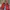 Adidas Sportswear Casual Kids Navy Red