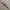 Belt canvas red white navy photo 3