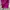 Express Rider Casual Shirt dress Wanita pink photo 5