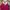 Express Rider Casual Shirt dress Wanita pink photo 3