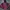 Nike Casual Windbreaker Pria multicolor photo 2
