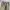 Dickies 874 Khakis photo 3