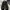 Coach Shoes Coach Kelson Casual Black Sneaker photo 1