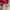 Adidas Sportswear Jersey Pria red photo 4