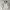 Casual Fur Coat Pria White