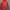 Jaket Hiking NEPA Unisex Merah Abu Bahan Ringan dan Hangat photo 1