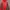 Jaket Hiking NEPA Unisex Merah Abu Bahan Ringan Dan Hangat