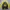 Crewneck Pancoat Pop Eyes Logo Gray-Yellow Colorway