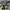 ADIDAS CAMPUS GREEN GOLD STRIP , ADIDAS CAMPUS GREEN , ADIDA photo 4