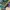 ADIDAS CAMPUS GREEN GOLD STRIP , ADIDAS CAMPUS GREEN , ADIDA photo 6