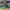 ADIDAS CAMPUS GREEN GOLD STRIP , ADIDAS CAMPUS GREEN , ADIDA photo 1