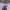 Minimalist Short Pria pink photo 6