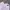 Minimalist Short Pria pink photo 8