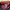 Avirex Casual Bomber jacket Pria burgundy photo 7