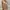 Luxury Minimalist Wanita tan orange cream photo 2