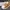 Adidas Streetwear Skater Sneakers Pria brown photo 2