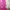 Roxy Minimalist Casual Shirt Wanita pink photo 2