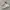 Adidas Valasion Women photo 1