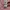 Champion Sportswear Casual Sweater Wanita pink photo 6