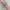 Coquette Casual Wanita gold pink photo 6