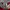Mizuno Vintage Sportswear Jersey Pria red photo 4