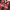 Adidas Sportswear Kids white red black photo 7