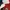 Adidas Sportswear Kids white red black photo 4