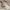 Adidas Originals Trefoil Script Printed Beige Pullover photo 5