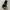 Dickies 874 / Dickies Double Knee / Celana Dickies photo 3