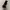 Dickies 874 / Dickies Double Knee / Celana Dickies photo 3