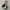 Dickies 874 / Dickies Double Knee / Celana Dickies photo 4