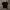 Dickies  photo 1