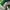 LOUIS VUITTON TRAINERS SIGNATURE GREEN WHITE SNEAKERS , LOUI photo 7