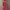 Lingerie Merah (EX Brand VICTORIA SECRET) photo 2
