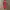 Lingerie Merah (EX Brand VICTORIA SECRET) photo 1