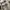 thisisneverthat Casual Sweatshirt Pria gray photo 4