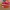 Nike Downshifter 13 Gym Red  photo 1